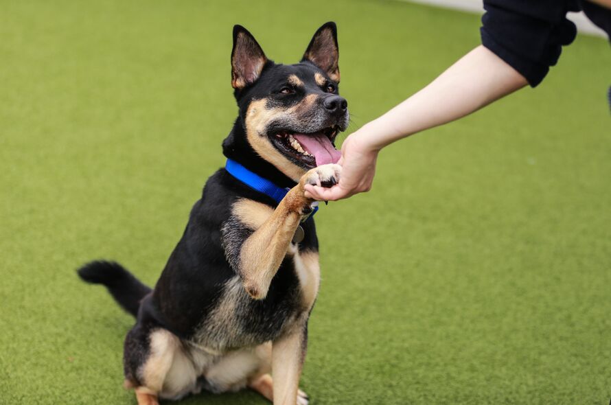 A brown and black dog giving its paw