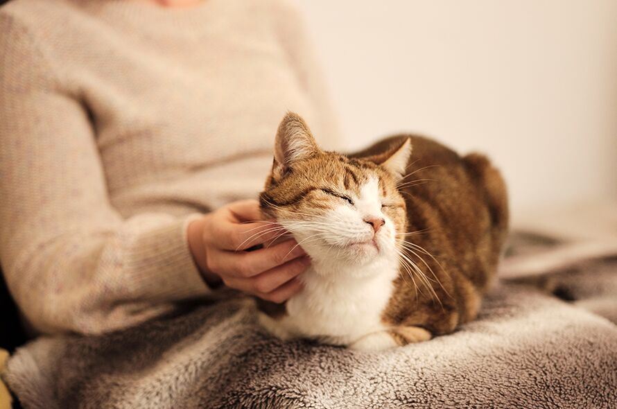 A cat sitting on a blanket and being stroked