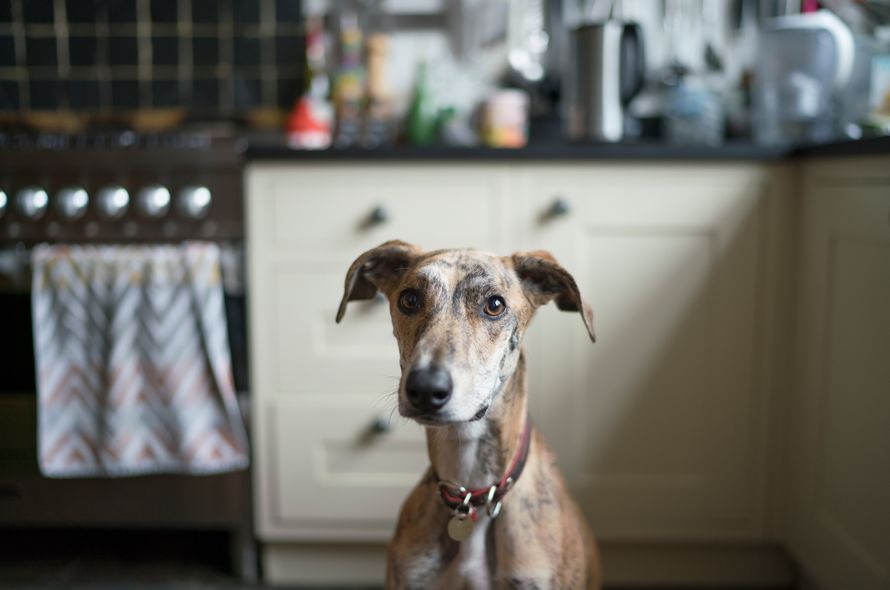 A greyhound looks up at the camera while sitting in a kitchen