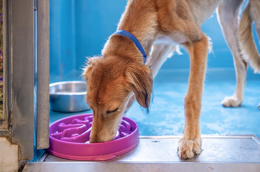 A Lurcher dog eats from a pink slow feeder