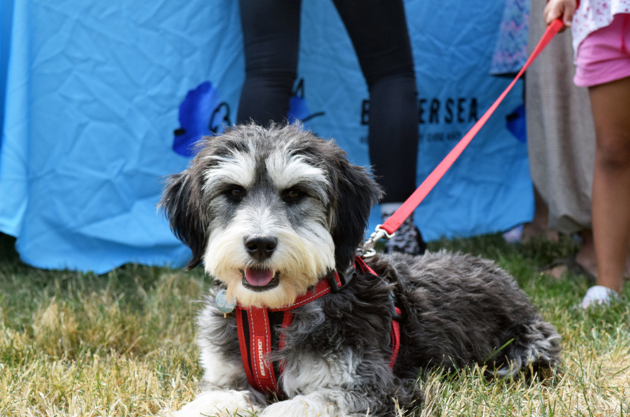 A small black and white dog laying down and a child holding its lead