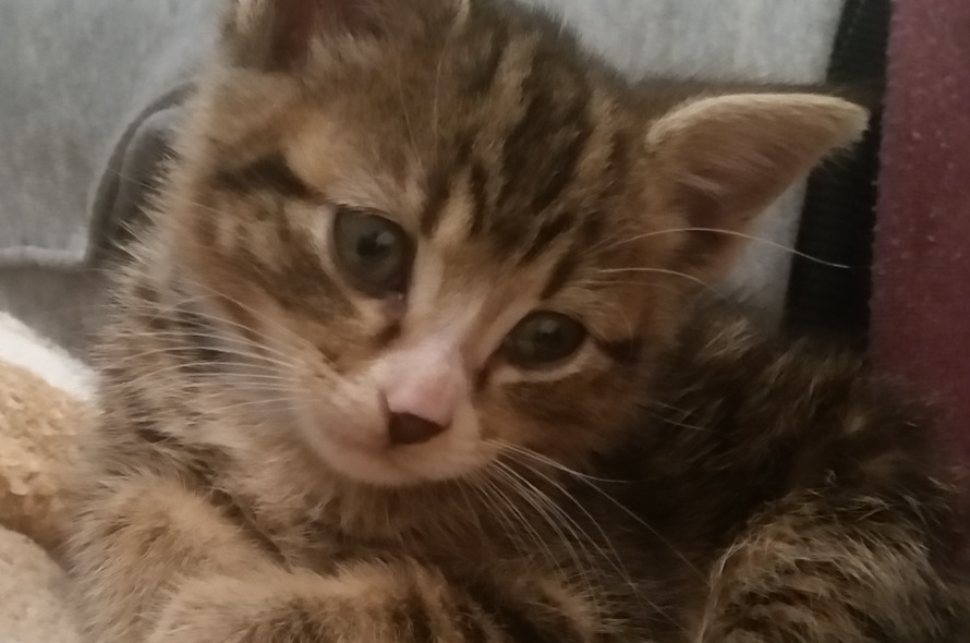 A small brown kitten