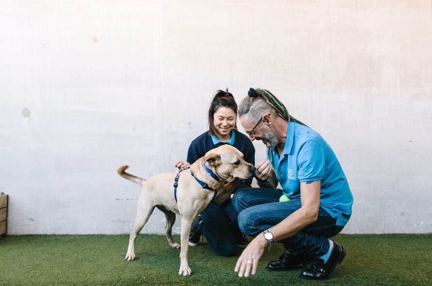 Battersea staff member letting a dog sniff their hand