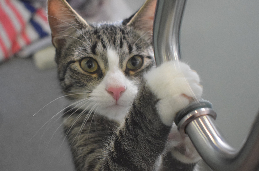 Cat clawing at a door handle