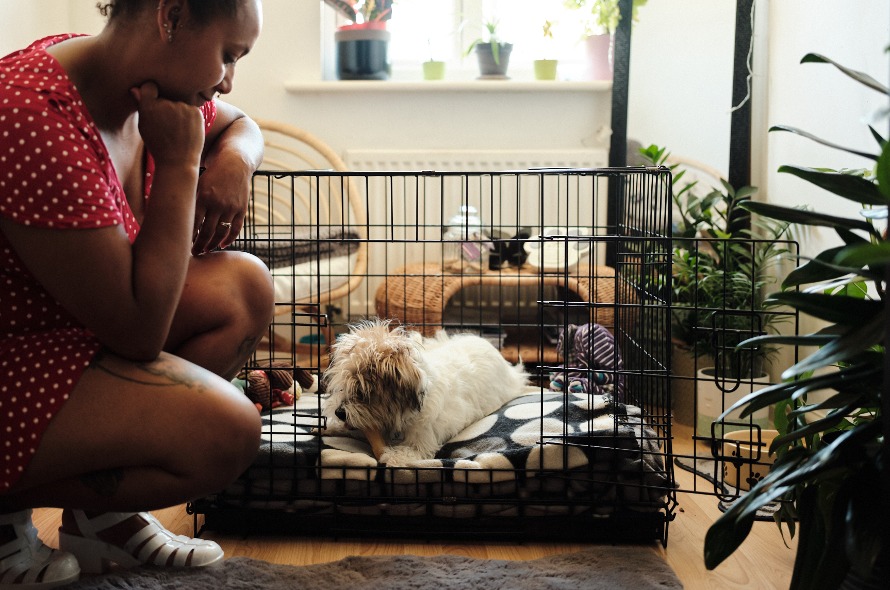 a white fluffy dog lies in crate chewing treat while lady in red polka dot dress kneels nearby