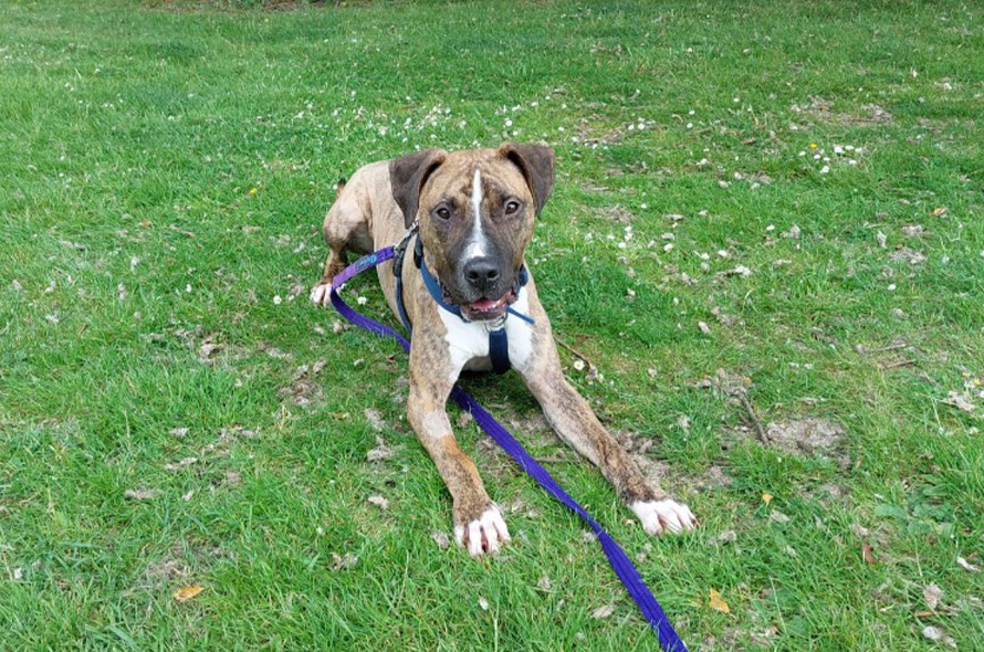 Dog laying on the grass
