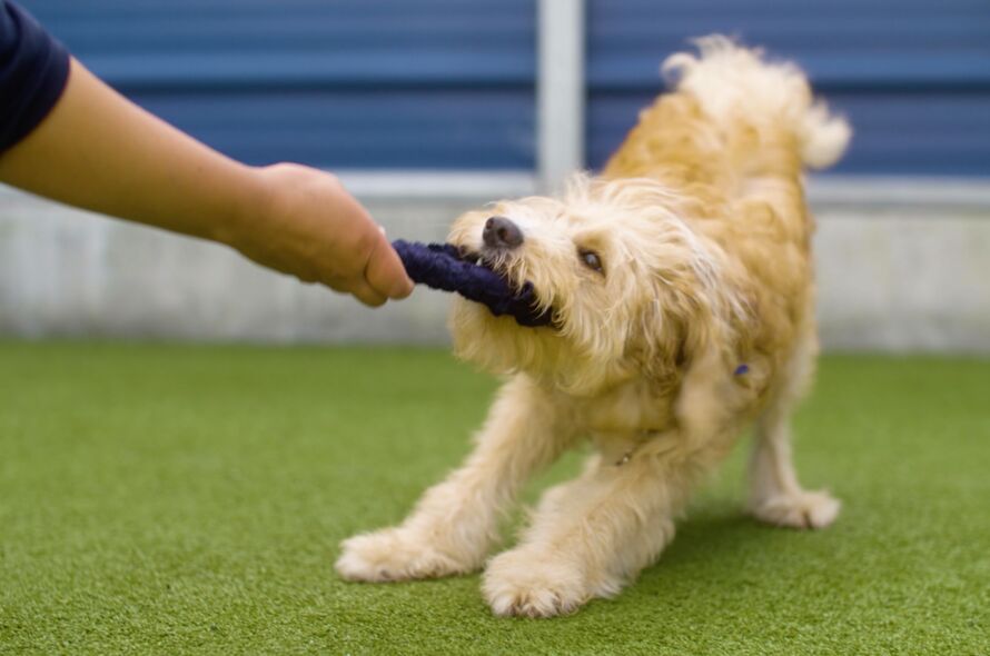 Dog playing with toy