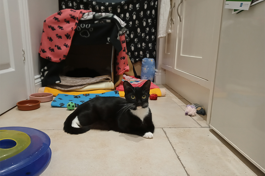 Kuddu the black and white cat adjusting to her surrounding