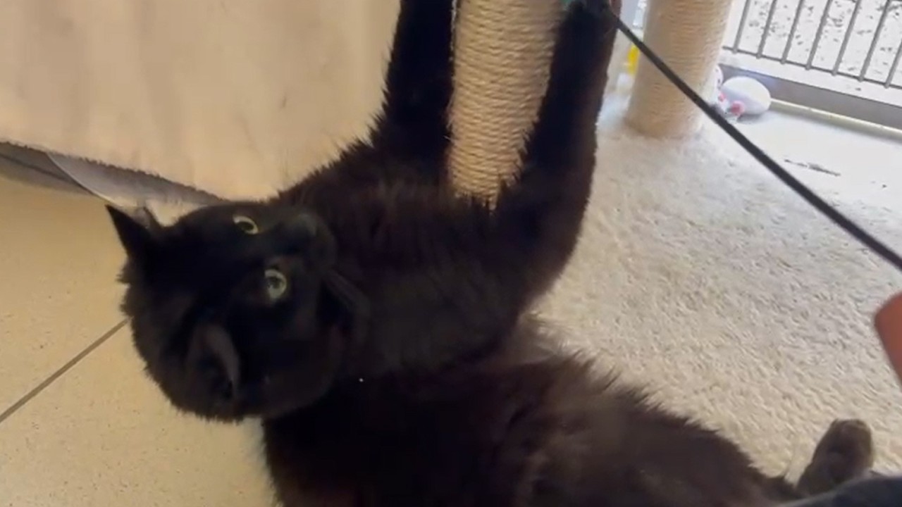 Liquorice