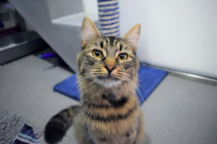 Monique the cat looking at the camera