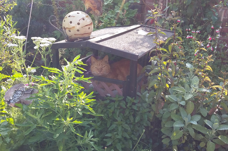Orange cat curled up in a cat house
