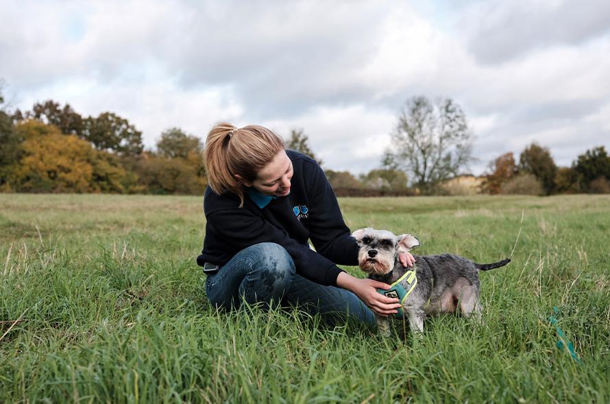 Puppy exploring an open field with a Battersea employee