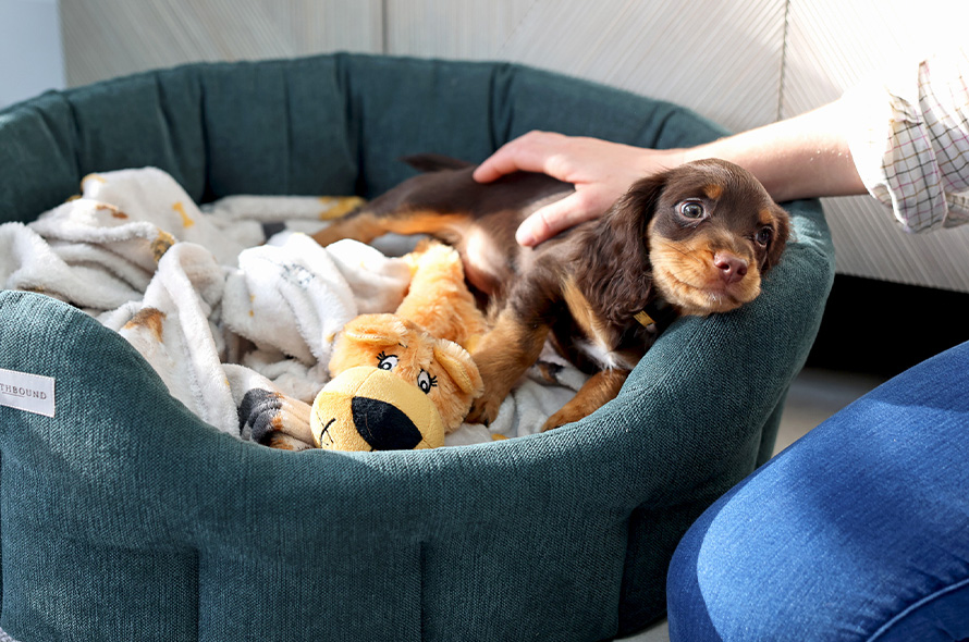 Puppy in bed