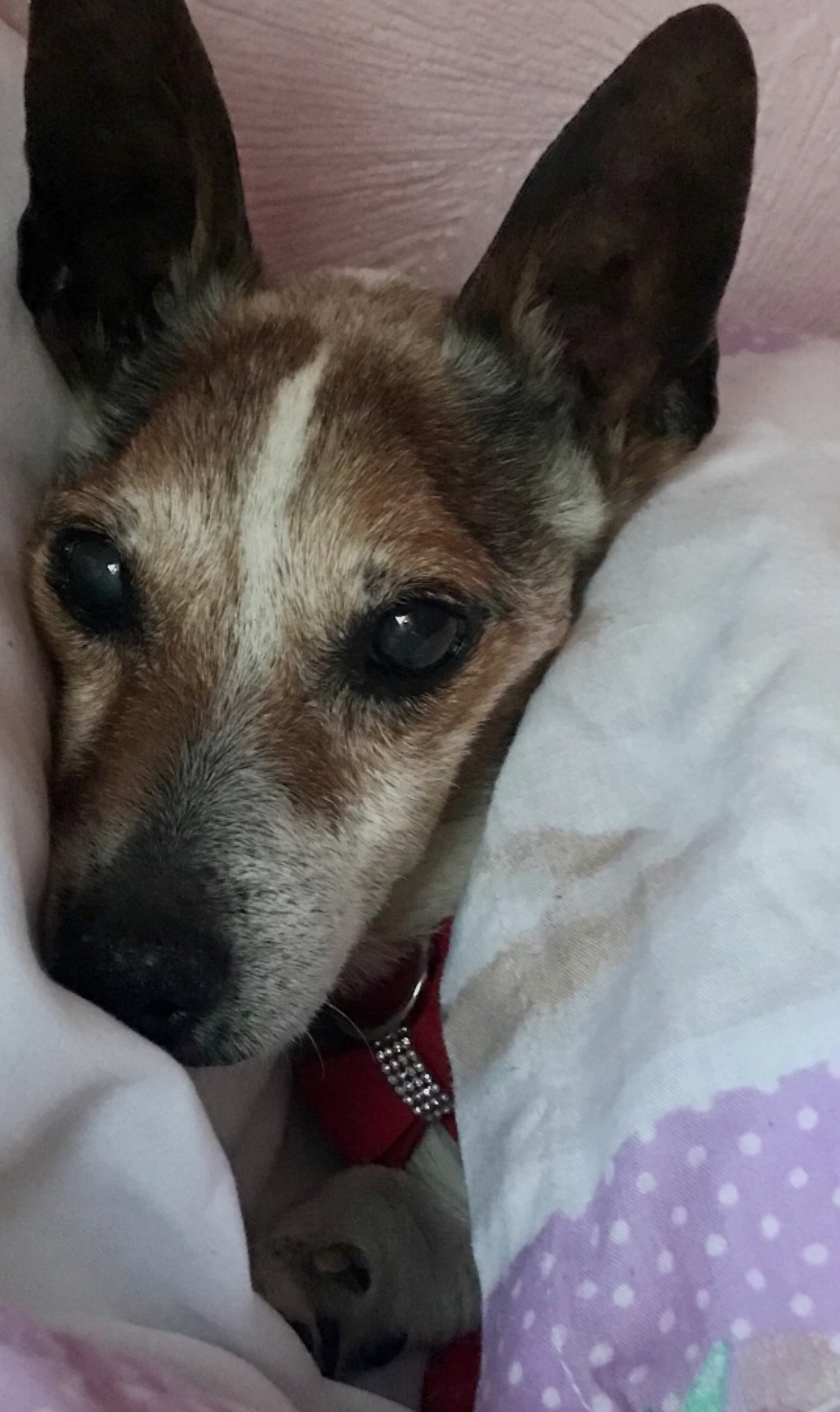 In loving memory of Rocky