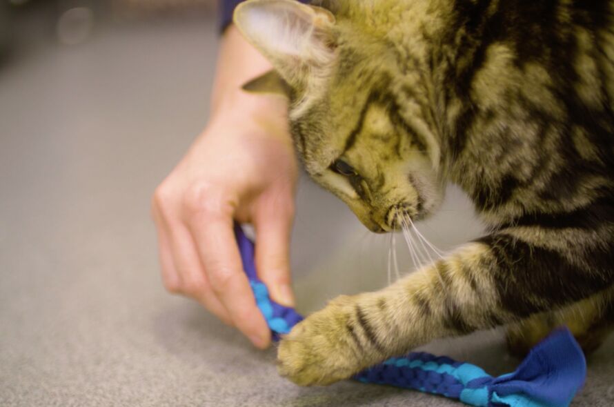 Cat playing with DIY toy