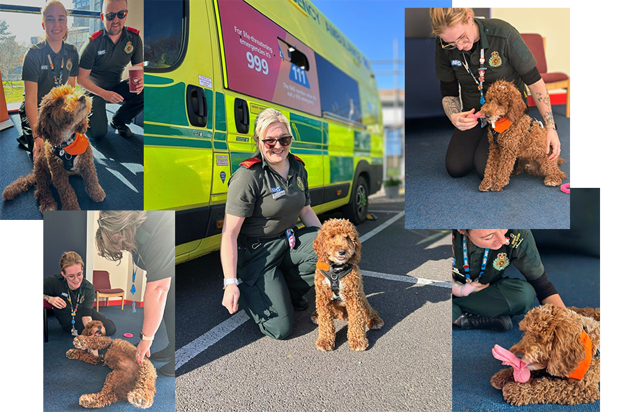 A montage of images depicting a health care workers and a dog sharing affectionate moments in diverse environments