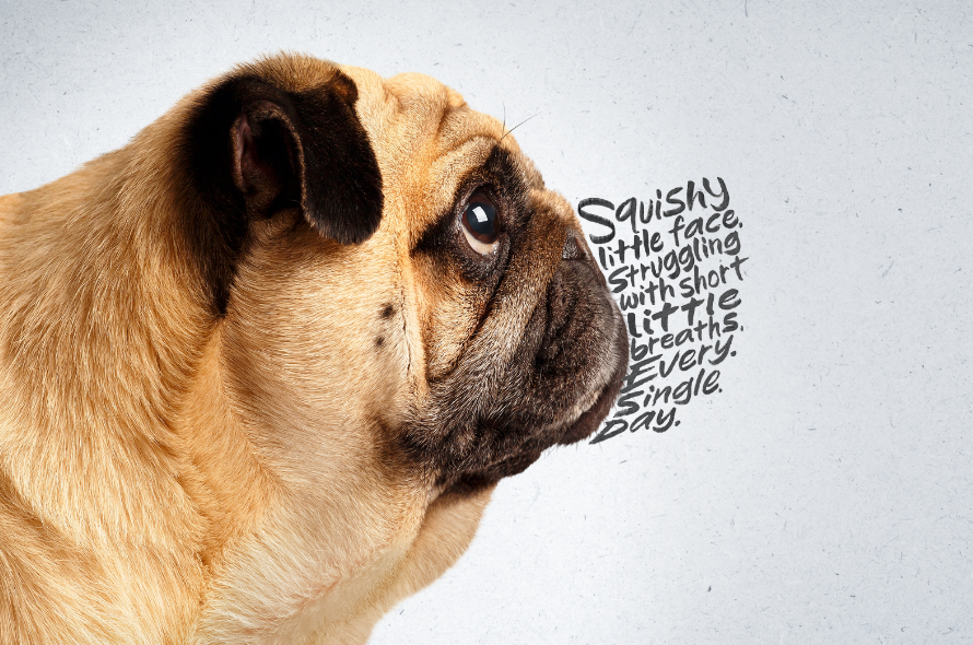 Pug with a flat faced. Text where the snout should be reads "Squishy little face struggling with short little breaths. Every. Single. Day."