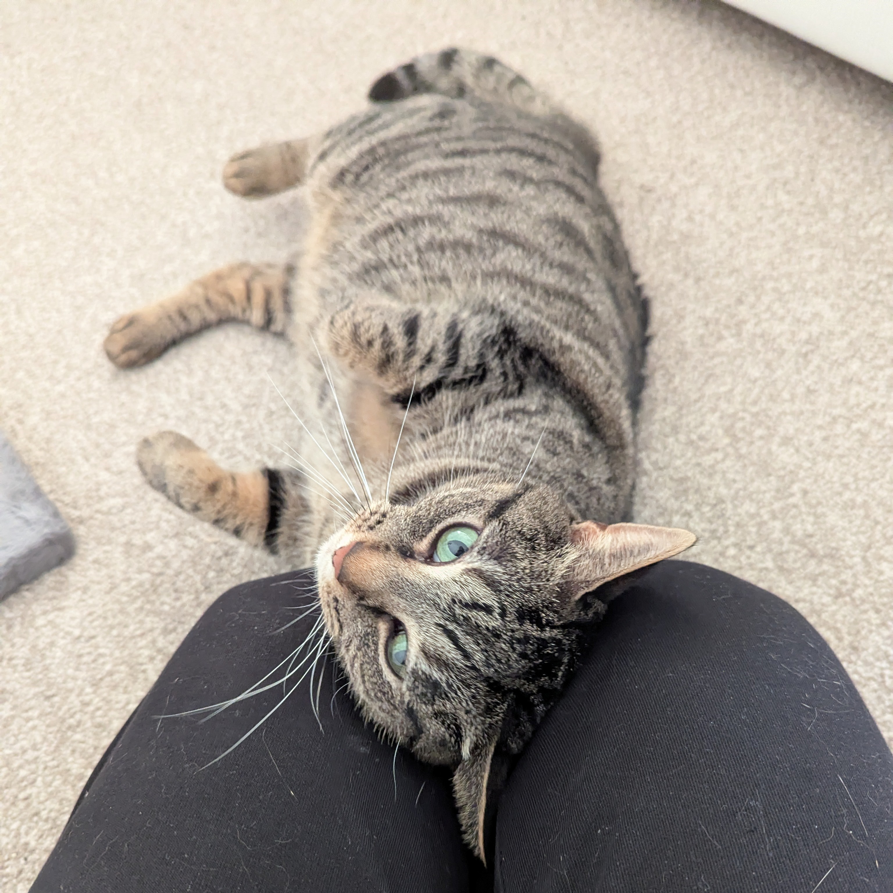 Meet the cats