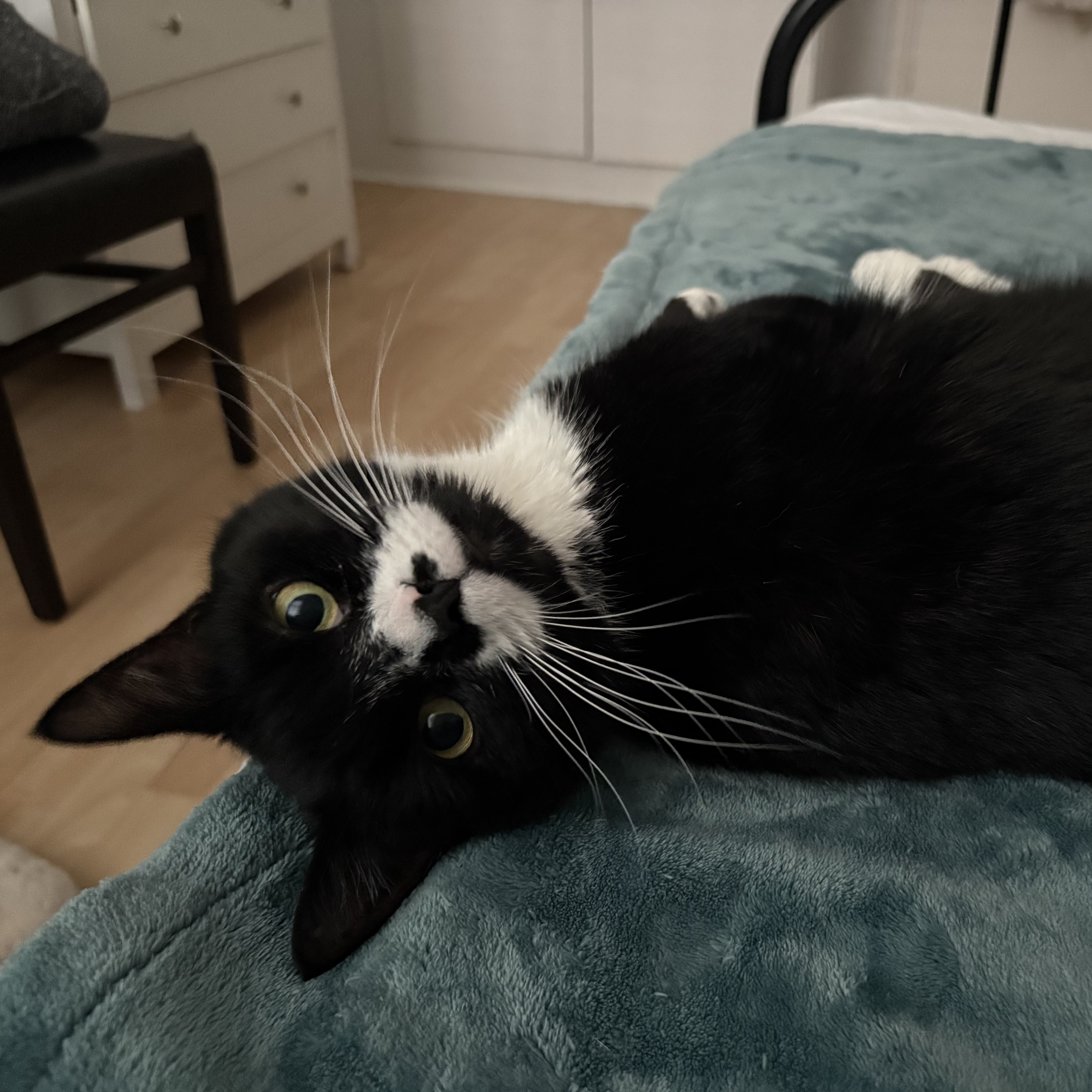 Meet the cats