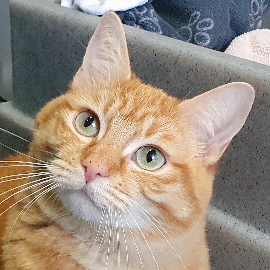Meet the cats