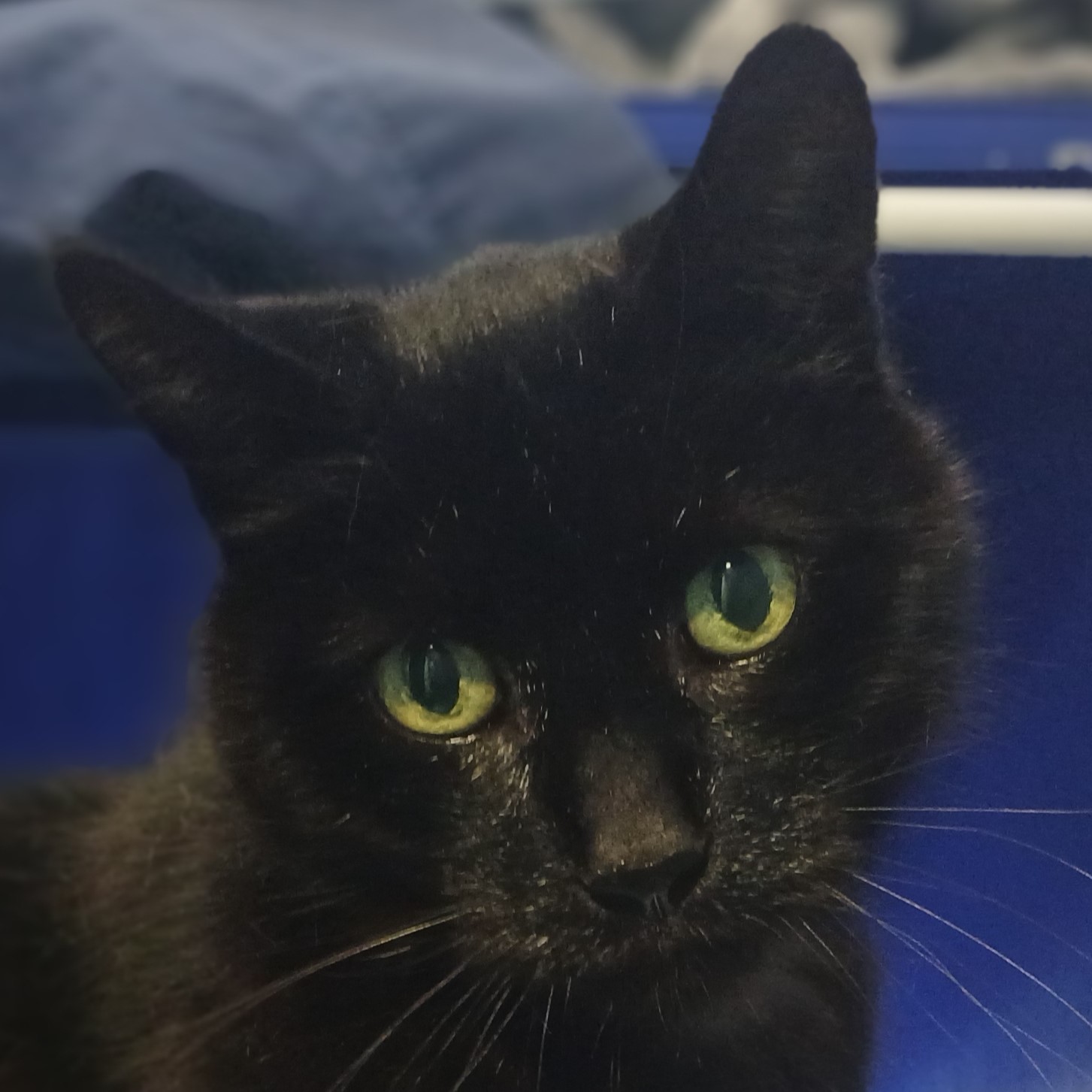 Meet the cats