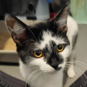 Meet the cats
