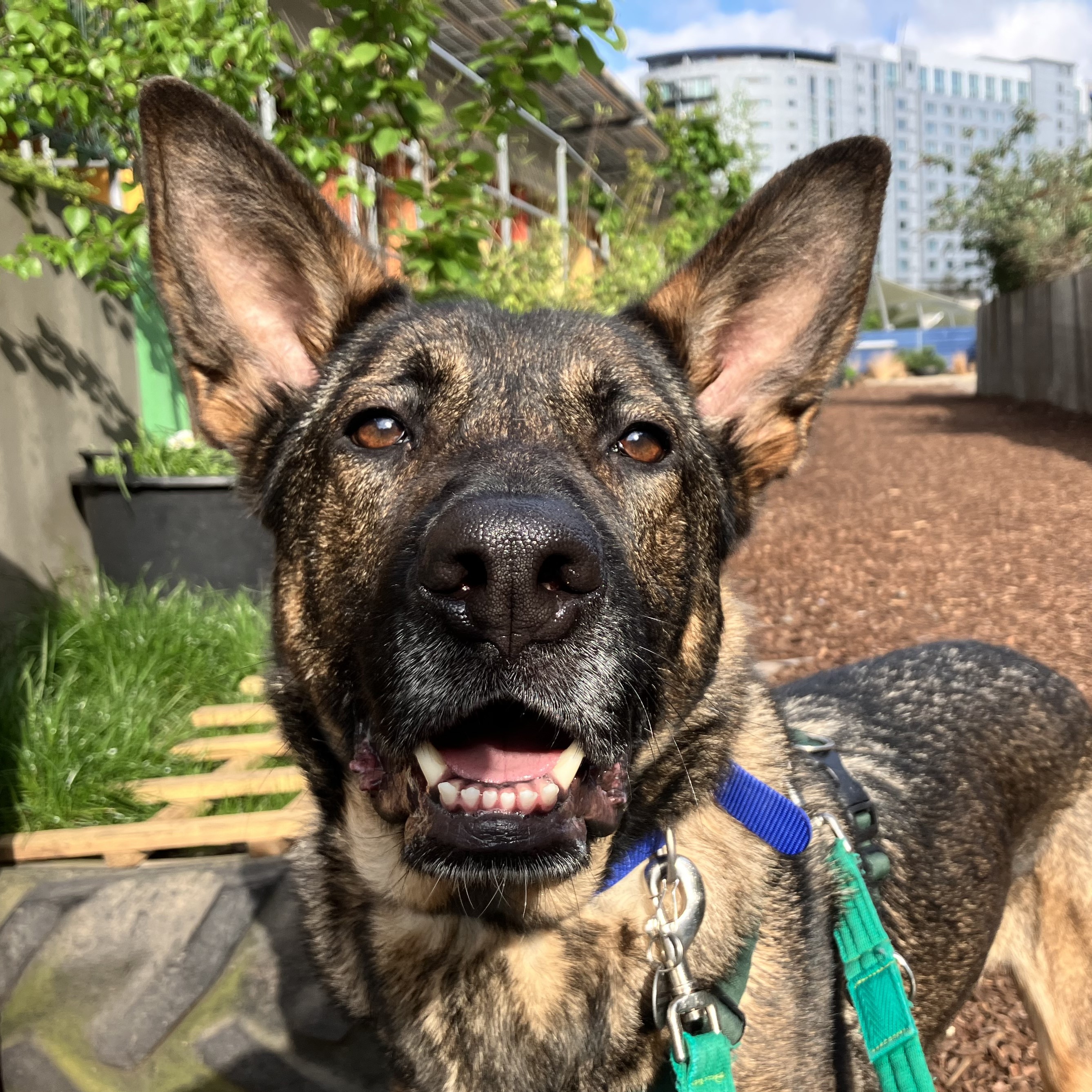 Meet the dogs