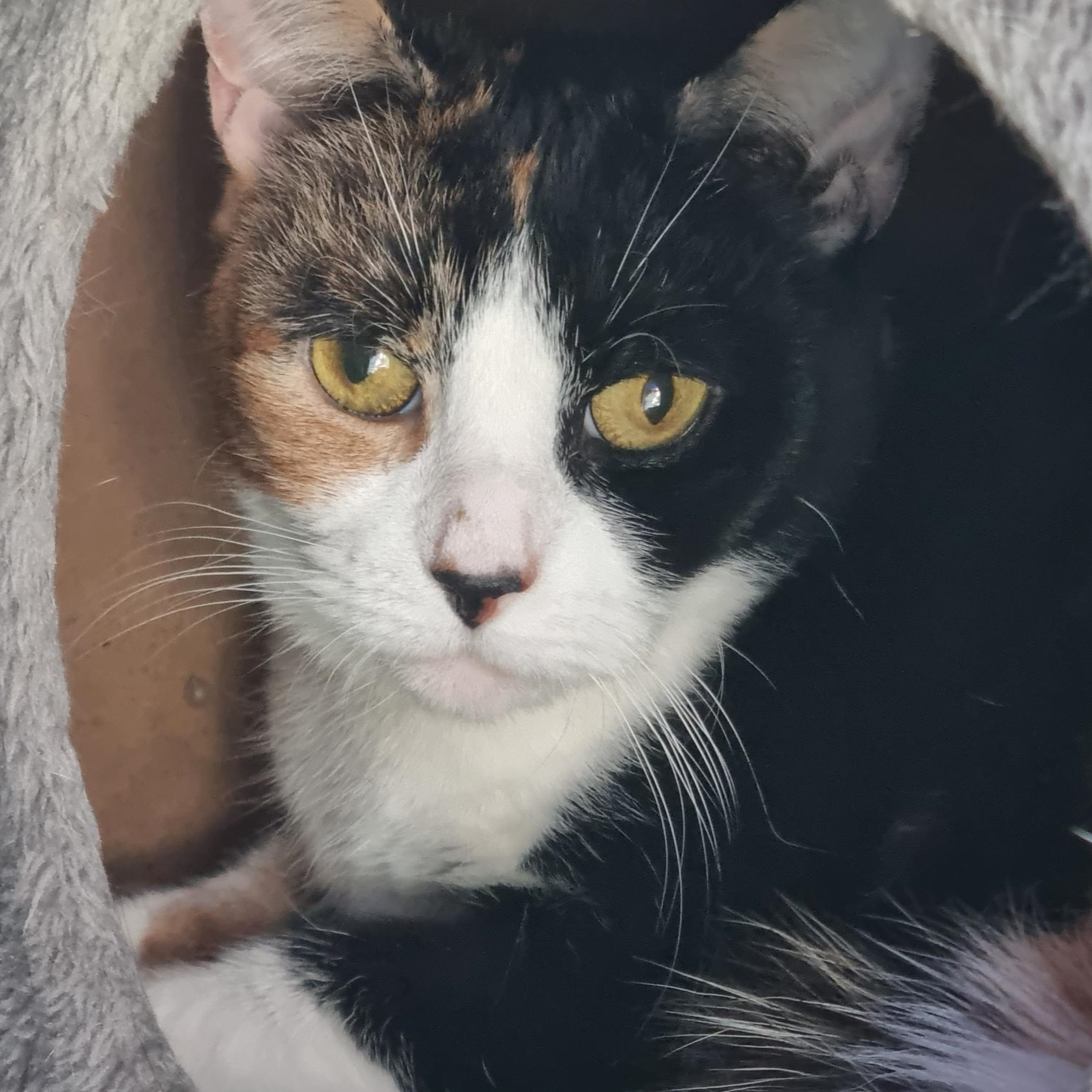 Meet the cats