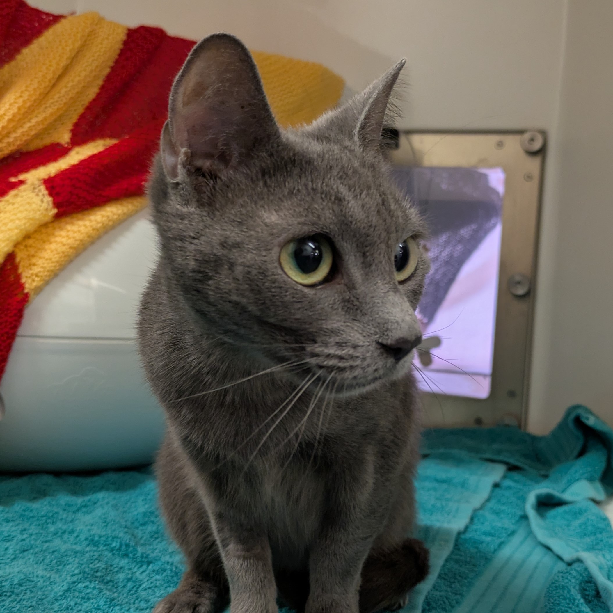 Meet the cats