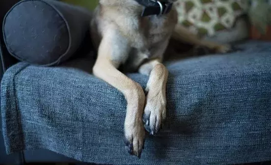 10 reasons to adopt a rescue dog
