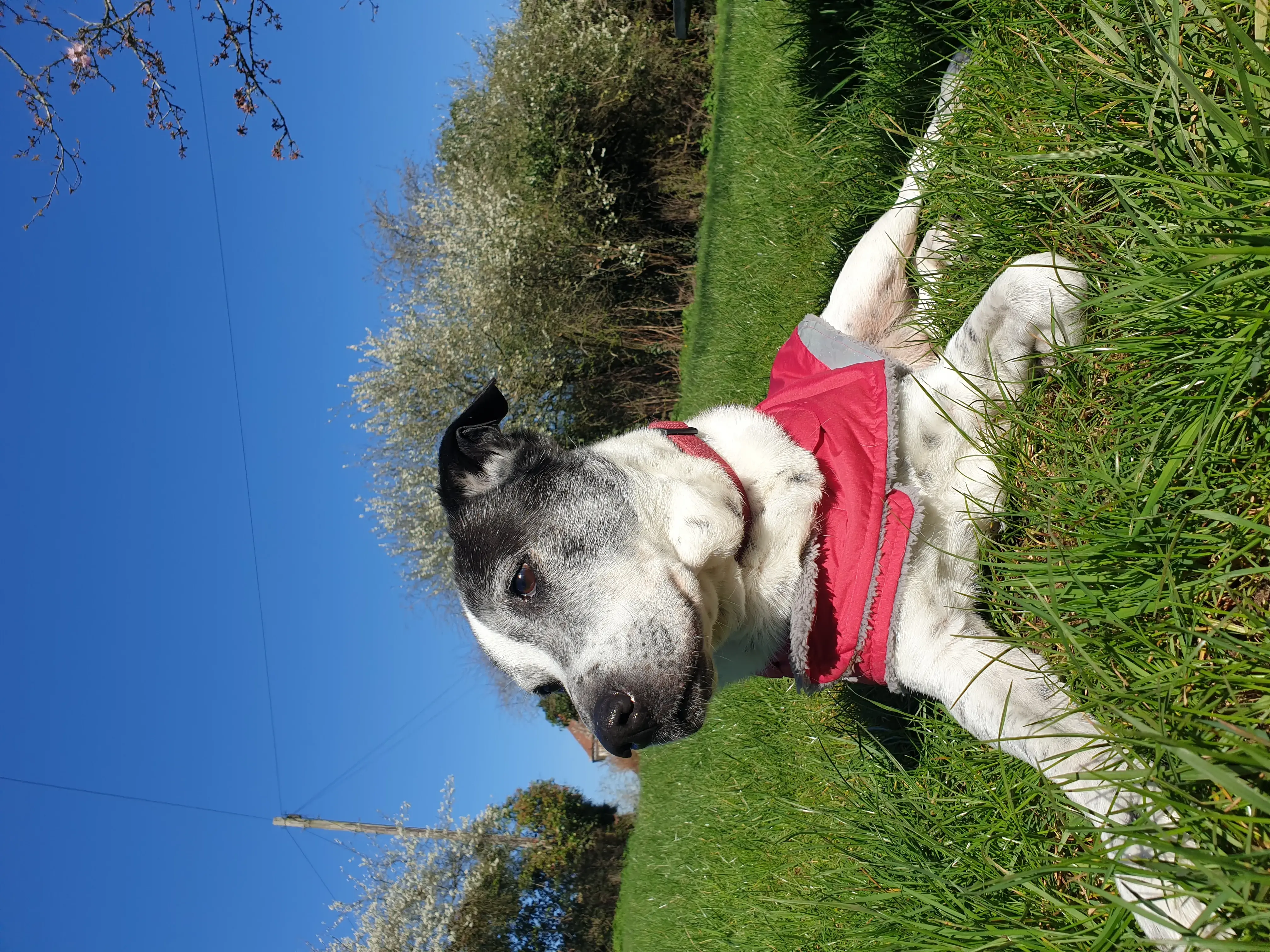Pet Memorials