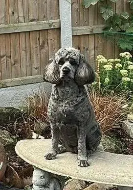 Pet Memorials