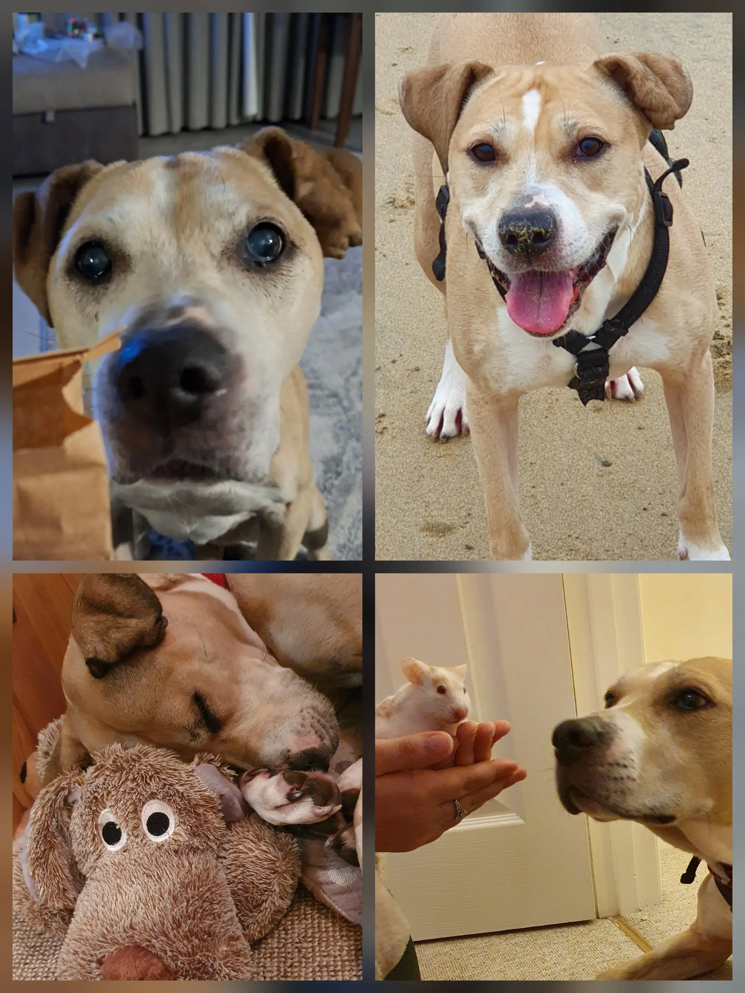 Pet Memorials