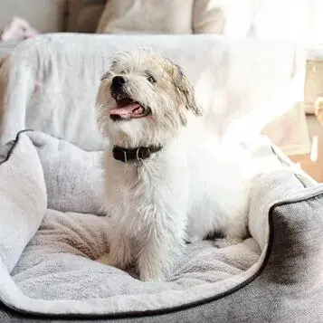 Small white dog sitting in its bed