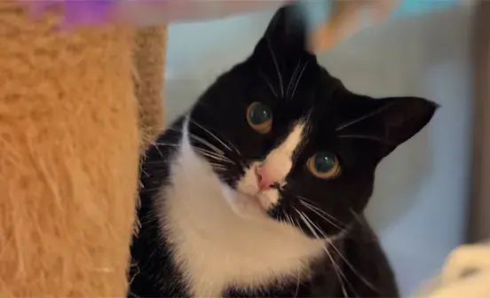 Jellybean's Story