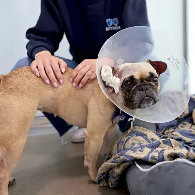 A dog wearing a protective cone around its head, looking curiously at the camera.
