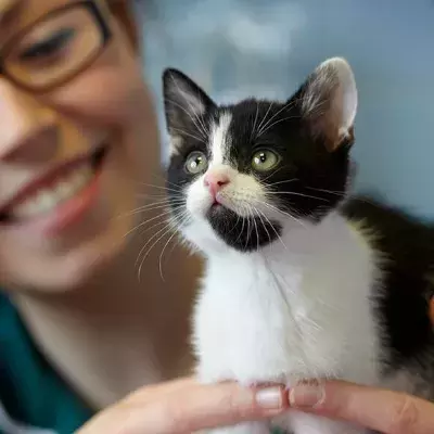 Search cat advice