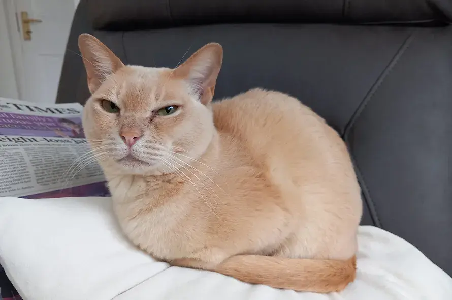 Cat sat in a chair