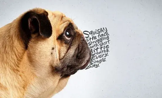 Pug with a flat faced. Text where the snout should be reads "Squishy little face struggling with short little breaths. Every. Single. Day."