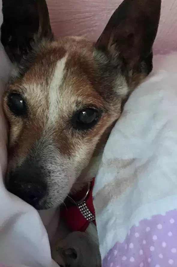Pet Memorials