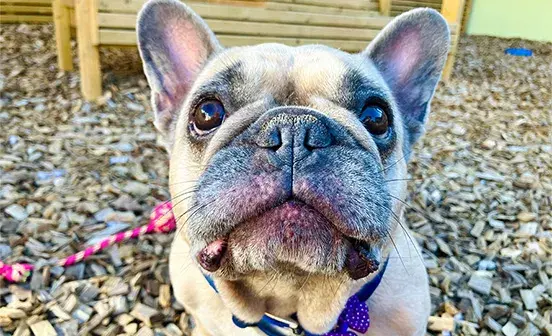 Dolly close up