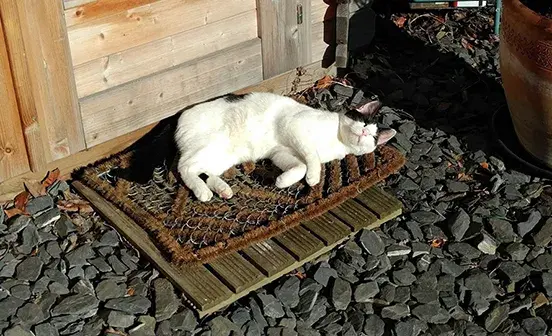 Summer cat care