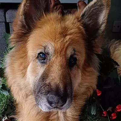Pet Memorials