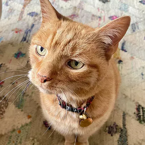 Pet Memorials