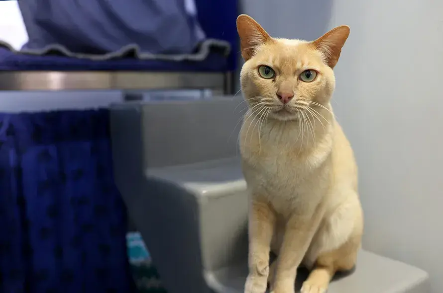 Ginger cat sitting