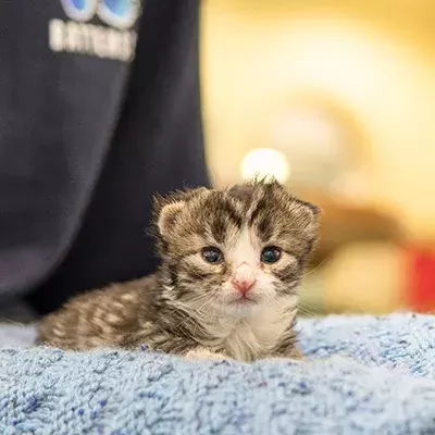 Kitten season