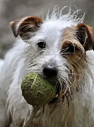Pet Memorials