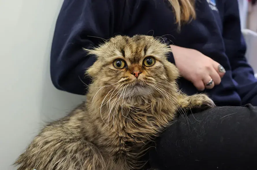 Scottish fold cat on someone's lap