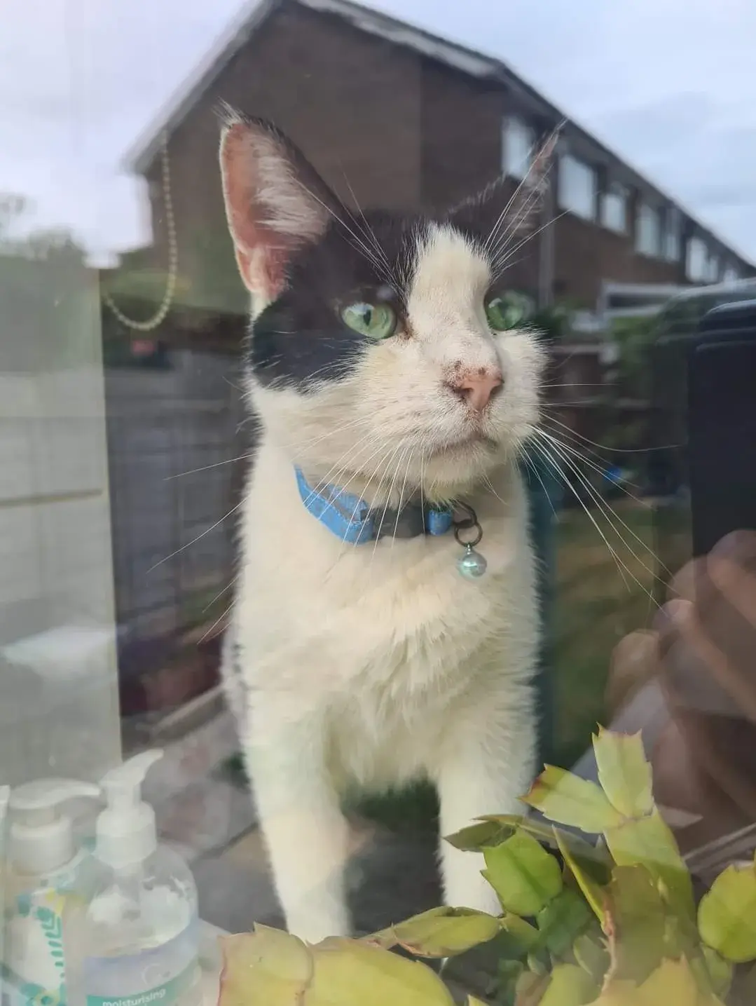 Pet Memorials