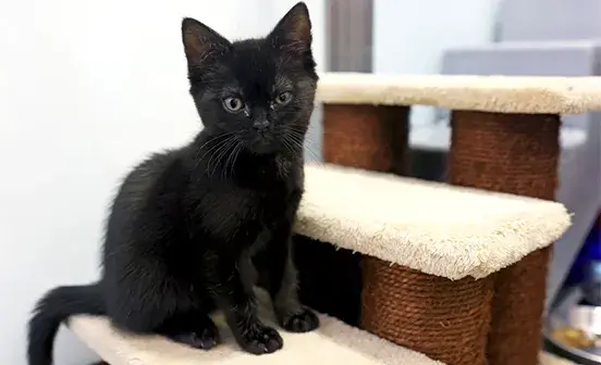 Tiny Tim's Story